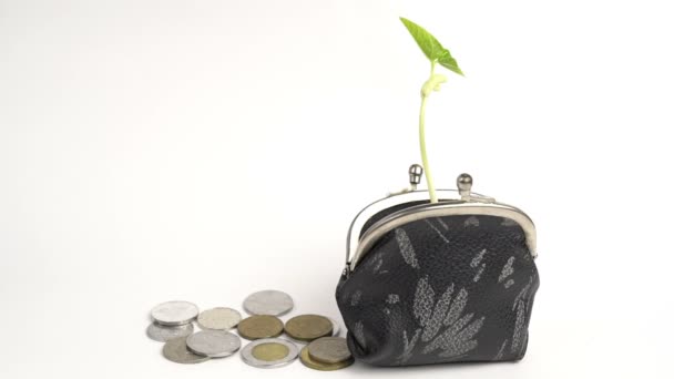 マネービジネスファイナンス銀行のコンセプト、成長している植物と財布、お金の木の成長、黄金のコイン — ストック動画