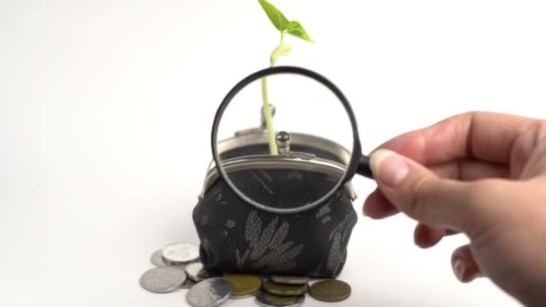 Банковская концепция, кошелек с растущим растением, рост денежного дерева, золотые монеты — стоковое видео