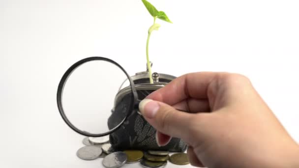 Concepto del banco financiero del negocio del dinero, bolso con la planta que crece, crecimiento del árbol del dinero, monedas de oro — Vídeo de stock