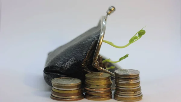 Bitki cüzdanından büyüyen, para iş finans bankası büyüme kavramı, beyaz üzerinde izole