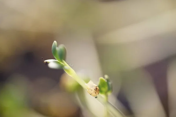 Pequeña planta verde creciendo, aislada en blanco, primavera verano nueva vida —  Fotos de Stock