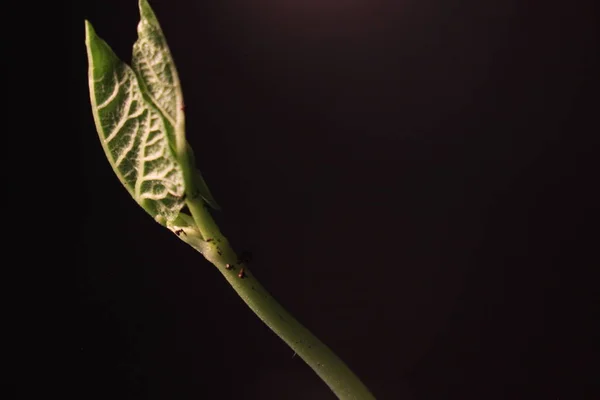 콩 새싹 출. 검은 배경에 고립. 봄 시간 경과입니다. 성장 하는 식물. — 스톡 사진