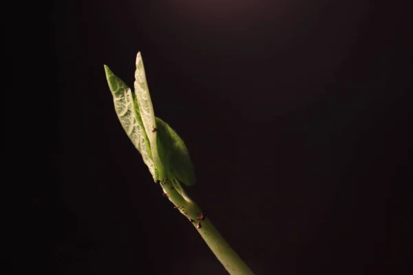 콩 새싹 출. 검은 배경에 고립. 봄 시간 경과입니다. 성장 하는 식물. — 스톡 사진