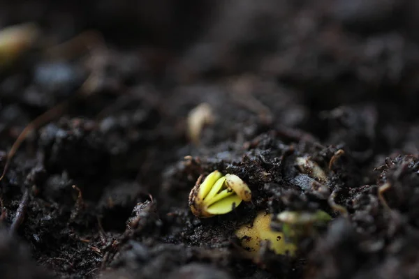 Pequena planta verde crescendo, isolado no branco, primavera verão nova vida — Fotografia de Stock