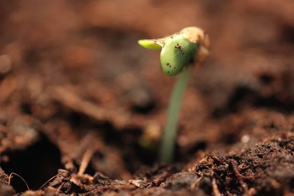 Маленька зелена рослина росте, ізольована на білому, весняне літо нове життя — стокове фото