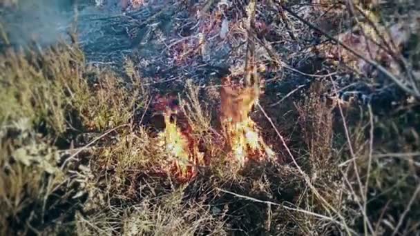 Опасная ситуация, большой огонь быстро распространяется по сухой траве — стоковое видео