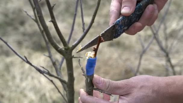 Primer plano del hombre agricultor injertando implantando un árbol . — Vídeos de Stock