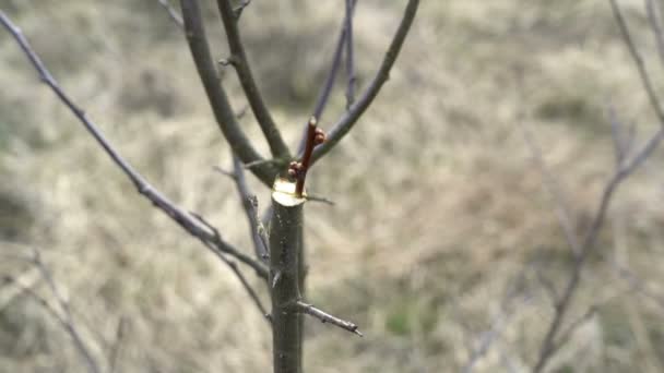 Nahaufnahme eines Bauern beim Pfropfen eines Baumes. — Stockvideo