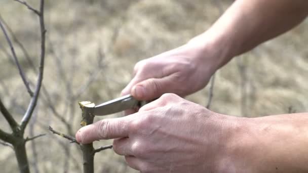 Closeup sedláka, který naroubuje implantaci stromu. — Stock video