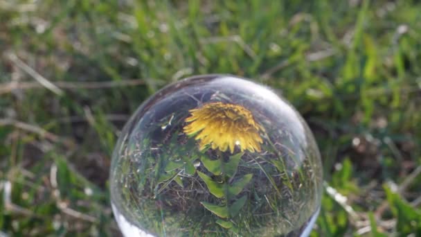 Dandelion flower opening its blossom reflection in crystal ball time lapse — Stock Video