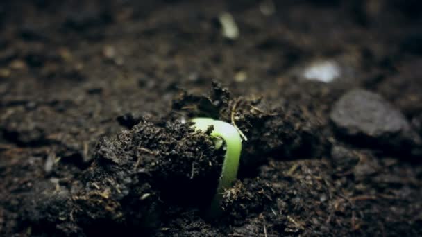 Kleine groene plant die uit de grond groeit, lente zomer ontkieming timelapse, evolutie — Stockvideo