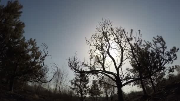Verbrannter Wald, Panorama-Zeitraffer von Bäumen nach Flächenbrand, ökologische Katastrophe — Stockvideo