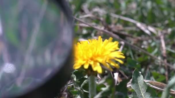 Olhando para a flor de dente de leão com pesquisa de biologia de lupa — Vídeo de Stock