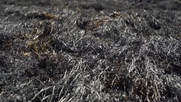 Mann Füße gehen barfuß durch verbranntes Gras nach großem Waldbrand, ökologische Katastrophe, Natur — Stockvideo