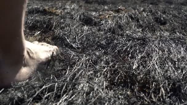 Les pieds de l'homme marchant pieds nus par l'herbe brûlée après un grand feu de forêt, une catastrophe écologique, la nature — Video