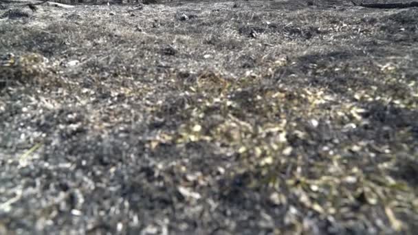 Wald nach Großbrand, verbranntem Gras und verbrannten Bäumen, Umweltkatastrophe, Katastrophe — Stockvideo