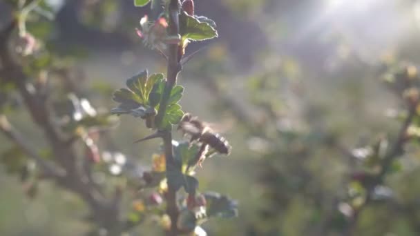 Makro av bi samla pollen från solros i fält — Stockvideo