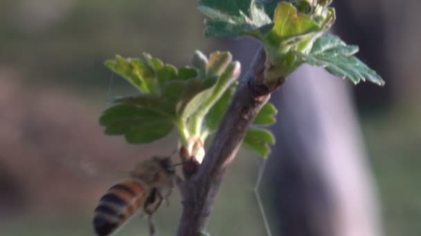 Macro of bee gathering pollen from sunflower in field — Stock Video