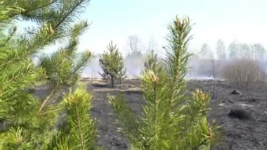 Arka planda yanmış sigara ormanı ile çam Yeşil canlı dalı, sözleşme, karşı ağaç kaydedildi