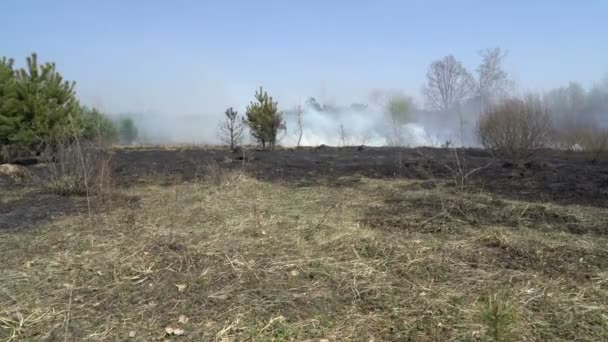 Bosque y campo quemados después de incendios forestales, tierra negra, cenizas, humo, tiempo peligroso de tiro — Vídeos de Stock