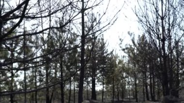 Orman yangını, siyah zemin, küller, duman, tehlikeli cereyan lı hava dan sonra yanmış orman ve tarla