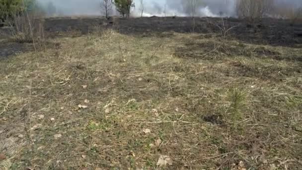 Bosque y campo quemados después de incendios forestales, tierra negra, cenizas, humo, tiempo peligroso de tiro — Vídeos de Stock