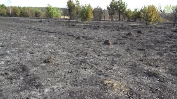 Bosque y campo quemados después de incendios forestales, tierra negra, cenizas, humo, tiempo peligroso de tiro — Vídeo de stock