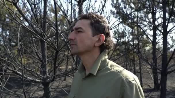 Man in despair standing in burned forest af wildfire, ecological catastrophe disaster — Stock Video