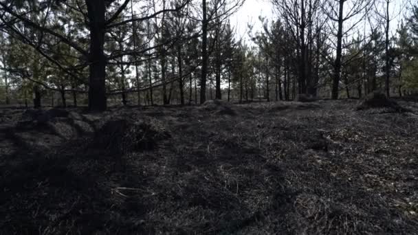 Bosque y campo quemados después de incendios forestales, tierra negra, cenizas, humo, tiempo peligroso de tiro — Vídeo de stock