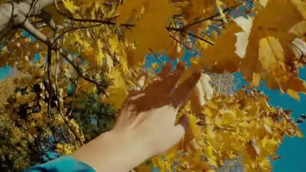 Scène d'automne. Toucher à la main feuilles jaunes d'automne avec rayon de soleil sur fond flou point de vue — Video