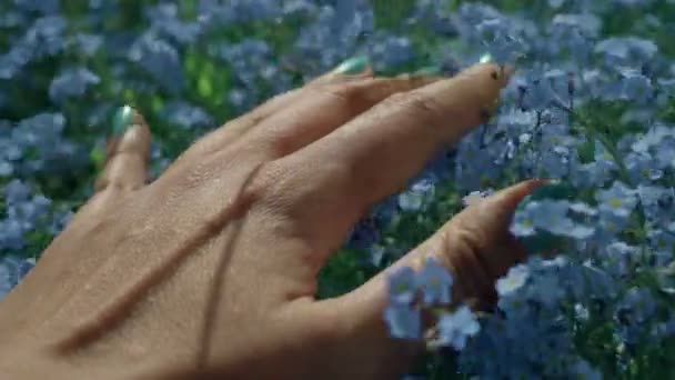 Primer plano de la mano de las mujeres tocando hermosas flores azules olvidarme-no. Sentir el maravilloso mundo — Vídeo de stock