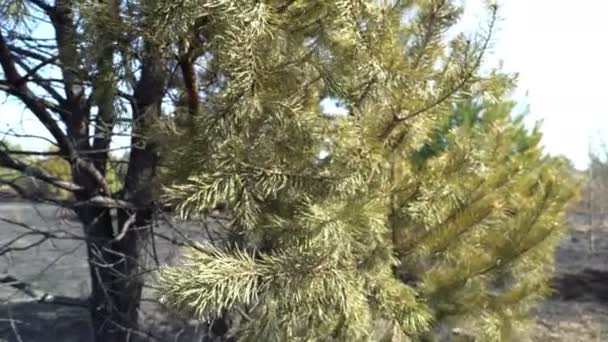 Зелена сосна з спаленими деревами на фоні, ліс після пожежі, знищення природи, небезпечний — стокове відео