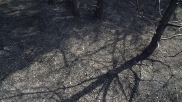 Grüne Kiefern mit verbrannten Bäumen im Hintergrund, Wald nach Flächenbrand, Naturzerstörung, gefährlich — Stockvideo