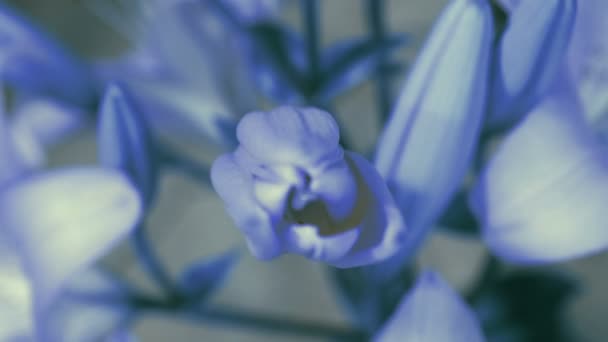 Fiore di Giglio Azzurro che sboccia, aprendo il suo fiore. Un periodo di tempo epico. Natura meravigliosa. Mondo futuristico — Video Stock