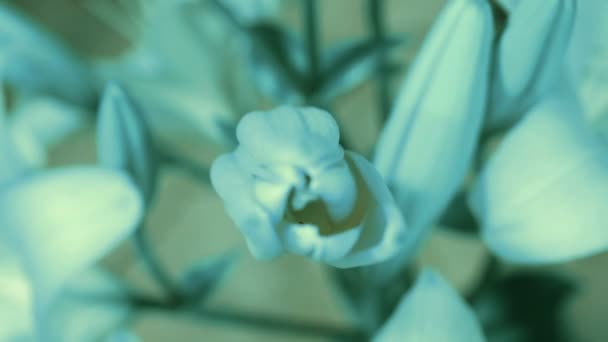 Flor de lirio azul floreciendo, abriendo su flor. Épico lapso de tiempo. Una naturaleza maravillosa. Mundo futurista — Vídeos de Stock