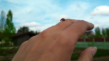 Ladybug el tarafından sürünen