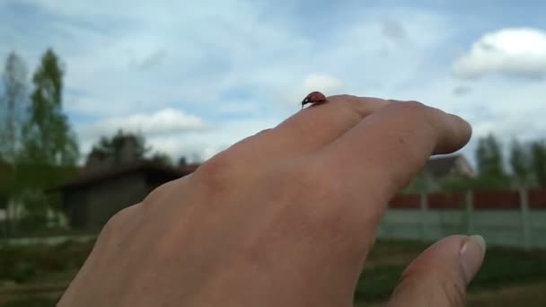 Ladybug smygande vid handen — Stockvideo