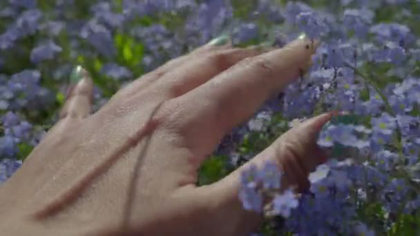 Touching flowers hand tactile in sketch style — Stock Video