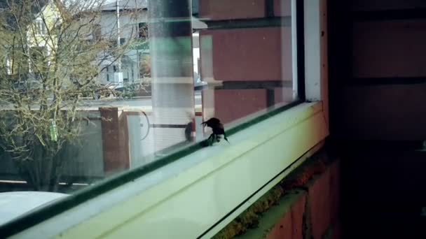 Bumblebee opgesloten in een huis kloppen aan venster glas proberen om eruit te komen — Stockvideo