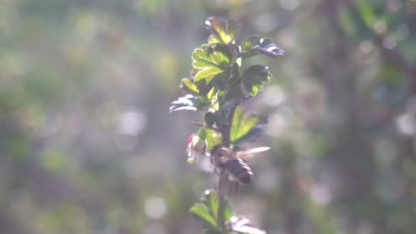 Κίτρινη μέλισσα συλλέγει γύρη σε αργή κίνηση λουλουδιών κοντά — Αρχείο Βίντεο
