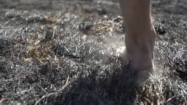 Pies de hombre caminando por bosque quemado, clima de sequía peligrosa, cenizas, catástrofe ecológica catactrofe — Vídeos de Stock