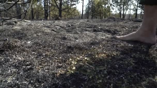 Man feet walking by burned forest, dangeroud drought weather, ash, ecology disaster catactrophe — Stock Video