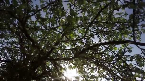 Στέκεται κάτω από το δέντρο της Μήλου στον ήλιο πρωί άνοιξη της φύσης — Αρχείο Βίντεο
