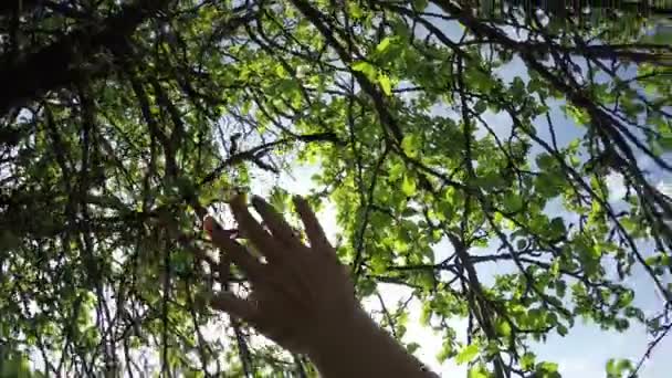 Крупный план женской руки, касающейся красивых зеленых листьев. Чувствуя чудесный мир через — стоковое видео