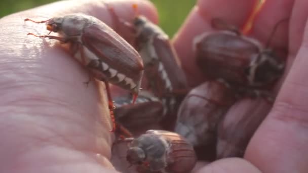 Divertido maybugs chafer arrastrándose por la mano — Vídeo de stock