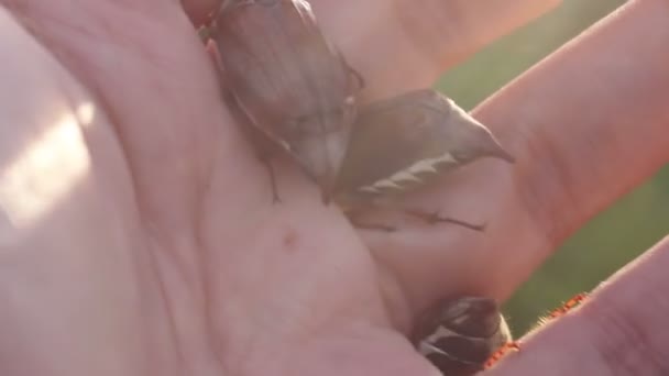 Funny maybugs Chafer kruipend door de hand — Stockvideo