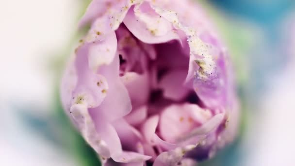 Flor roxa florescendo, abrindo sua flor. lapso de tempo épico. Uma natureza maravilhosa. Mundo futurista — Vídeo de Stock