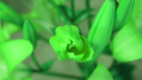 Planta verde flor de lirio floreciendo, abriendo su flor. Épico lapso de tiempo. Una naturaleza maravillosa. Futurista — Vídeos de Stock