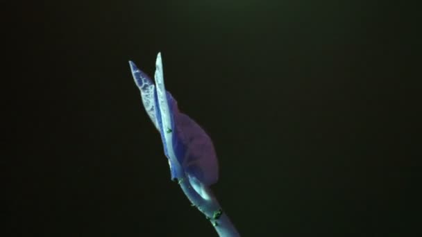 Germoglio di fagiolo azzurro che cresce su sfondo nero, mondo futuristico, natura di germinazione — Video Stock