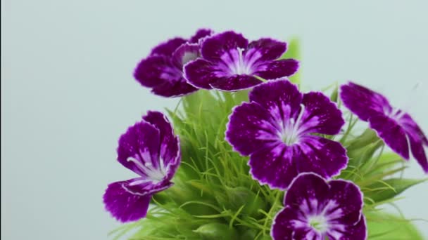 PURPLE flor de clavel ABIERTO BLOSSOM TIME LAPSE, primavera de germinación — Vídeos de Stock
